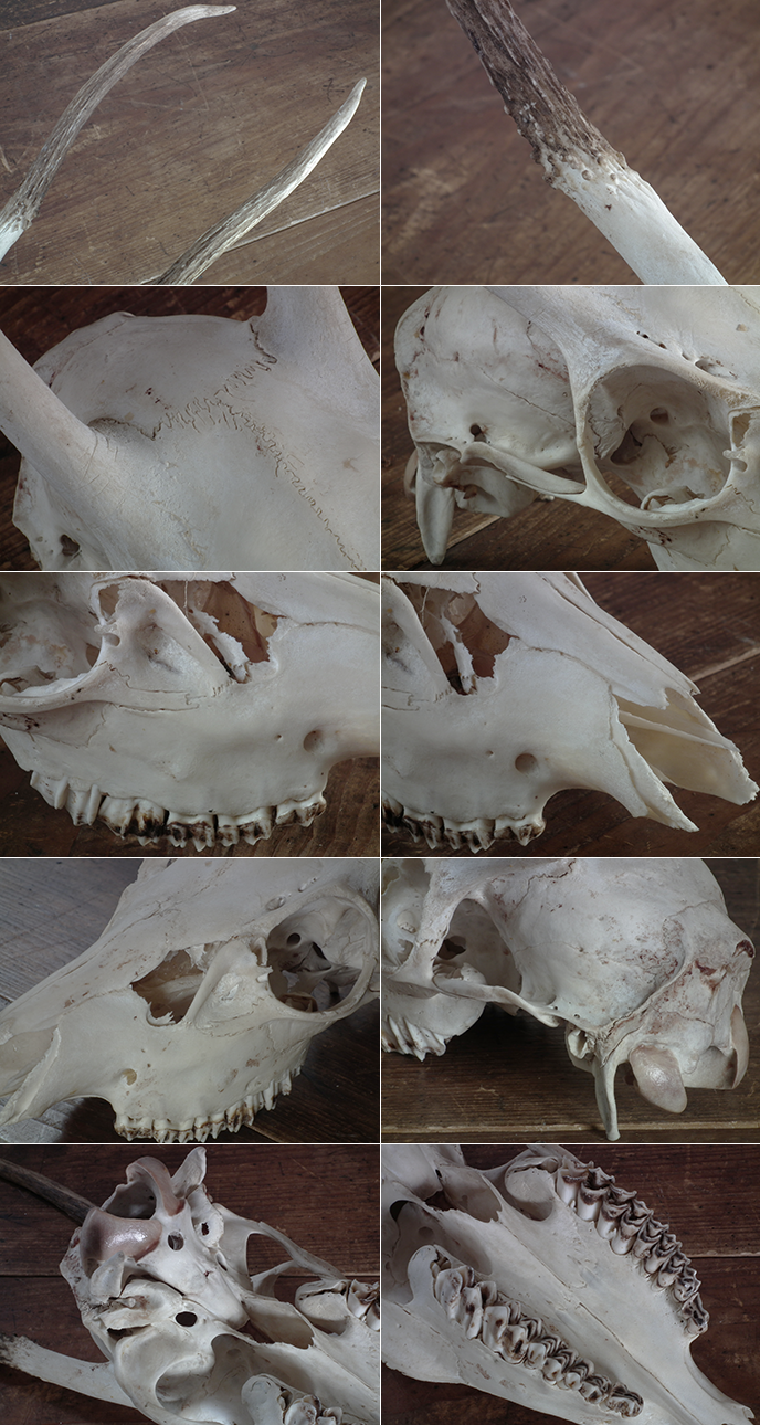 B01225 小鹿の頭蓋骨（雄） スカル | MANSIKKA antiquesMANSIKKA antiques