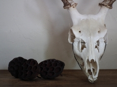 Z00021 鹿の頭蓋骨 | MANSIKKA antiques