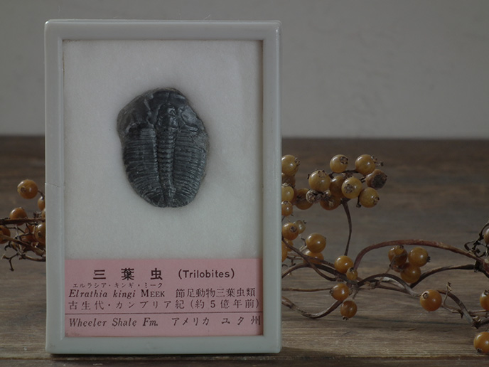 B01244 古生代・カンブリア紀 アメリカ産 三葉虫の化石 | MANSIKKA 