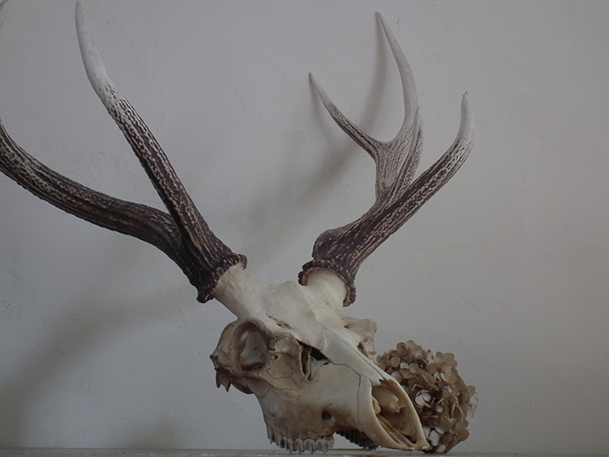 R 蝦夷鹿の頭蓋骨 スカル Mansikka Antiques R 蝦夷鹿の頭蓋骨 スカル Mansikka Antiques