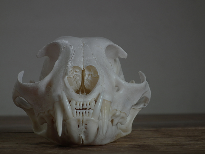 A ネコ科の動物の頭蓋骨 スカル Mansikka Antiques
