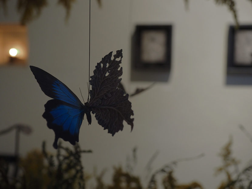 森天飛「蝶の見る夢」企画展の様子