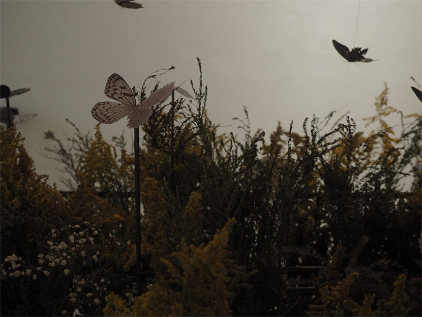 森天飛「蝶の見る夢」企画展の様子