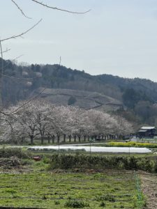川沿いの桜並木の画像